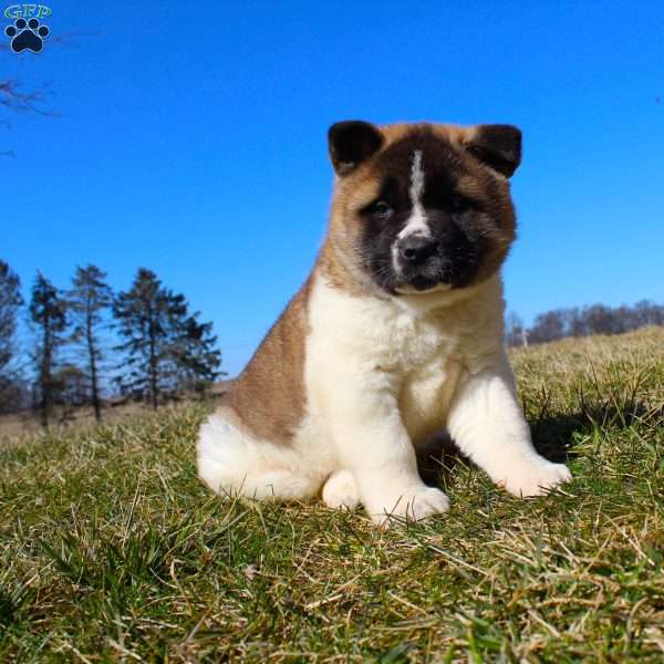 Snickers, Akita Puppy